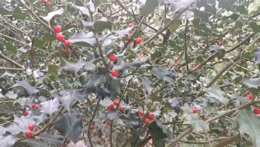 În Banat și Crișana vremea se va rãci faţã de intervalul precedent. Cerul va fi parţial noros. Vântul va sufla slab la moderat, cu unele intensificãri temporare în sudul Banatului. Izolat, îndeosebi în Crişana se va semnala ceaţã, posibil asociatã cu burniţã. Temperaturile maxime vor fi cuprinse între 5 şi 8 grade. Sursa: ANM Meteorolog: Marius Bratu | TVR Timisoara