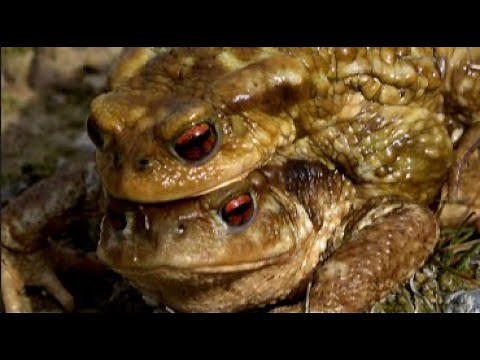 20 Most Beautiful and Unique Frogs on Planet Earth
