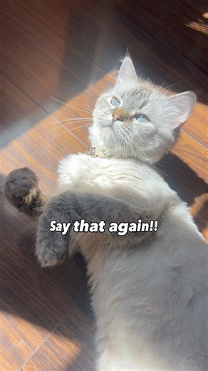 Seriously??🫣 #youtubeshorts #cute #trending #viral #explore #shorts #shortvideo