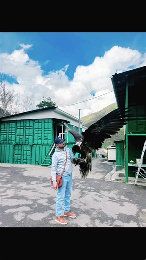 Шикарный размах крылья#бородач #мощь #сила #топ #2025