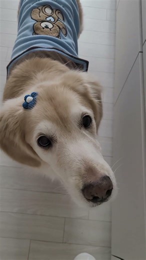 너의 삶ch559)앗! 뜨거를 아는 리트리버