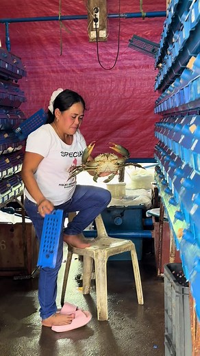 Mastering RAS Farming for Healthy Mud Crabs