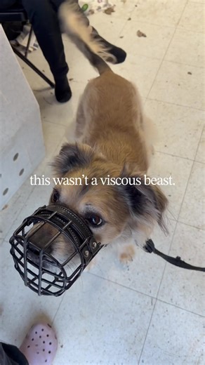 Sharing Ace's Story: A Journey Through Grief and Awareness