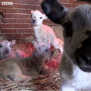47K views · 120 reactions | Quadruple cuteness... ❤️❤️❤️❤️ | BBC Suffolk | Facebook