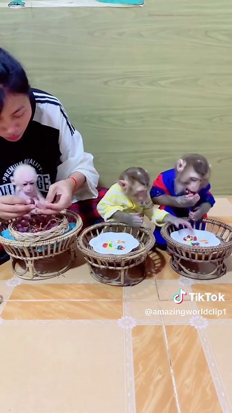 Caring for Cute Baby Monkeys: A Heartwarming Journey