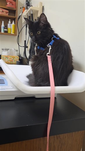 service dog poodle (@servicedogpoodle)’s videos with original sound - service dog poodle