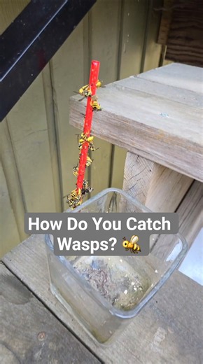 Safest Way To Catch Wasps
