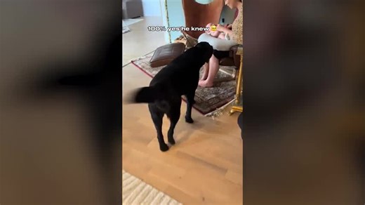 Tears at How Labrador Showed Owner He ‘Knew’ She Was Pregnant