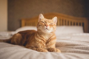 Gatos: tudo o que você precisa saber antes de ter um em casa