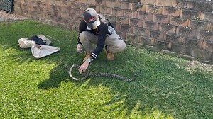 131K views · 64 reactions | We received a call to Mango Hill last month, we often tell our customers to keep an eye on the snake, and my god, did they do just that! this snake traveled 4 houses in the space of 14 minutes; thanks to the neighbours, they knew exactly where it was when we arrived!  | Moreton Bay & Brisbane Snake Catchers 24/7 | Facebook