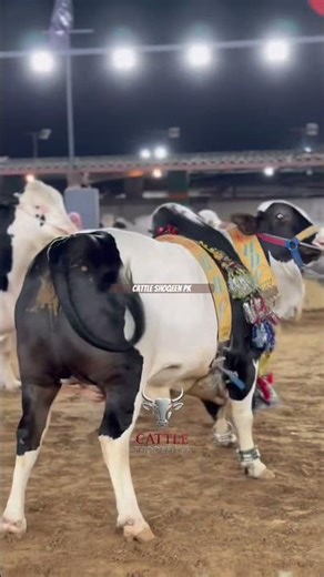 Jumping ball❤️ #cow #cattleworld #bull