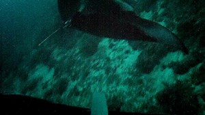 Watch a manta ray courtship 'train'—the deepest ever filmed
