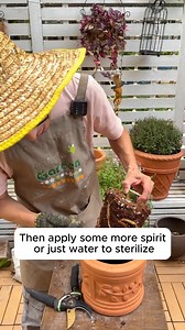 2.1K views · 15 reactions | Clivia Care and Growing Tips #gardeninggoals #gardeningistherapy #gardeningtips #gardeninglife | Addicted Gardening | Facebook