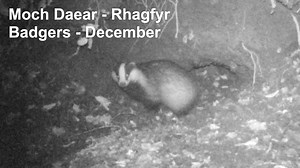 First look at some badgers found in the Botanic Garden's recently restored landscape. We had set up a wildlife camera to see if the sett was active, and over the Christmas period, it seems that the sett is in use. From the footage, you can see the badgers bringing in leaves into the sett for use as fresh bedding. - 🦡 - 🦡 - 🦡 - Golwg cyntaf o foch daear wedi ei ddarganfod yn nhirwedd yr Ardd Fotaneg a adferwyd yn ddiweddar. Roeddem wedi sefydlu camera bywyd gwyllt i weld a oedd y set yn weithr