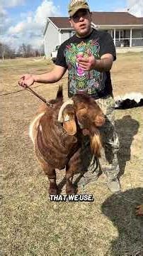 This is why we use pronged collars #goats #beautifullgoats #boergoats #farmlife