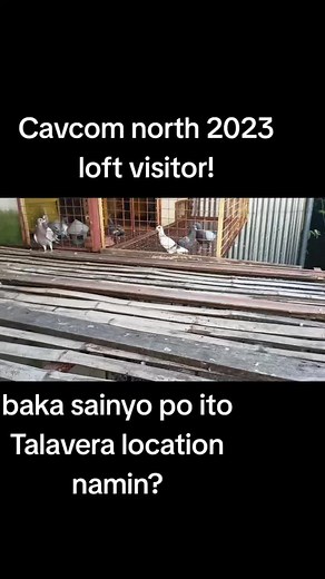 Exploring Pigeon Racing at Cavcom Pigeon Club Loft