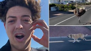 Confused man shares video of dog chasing an ostrich up the road, SA can’t deal