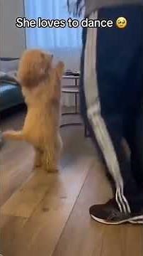 Dancing Dogs #funnydogs