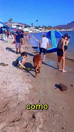 Yo quisiera ser civilizado como los animales. Es dueño de todo sin apropiarse #playas #LIBRES