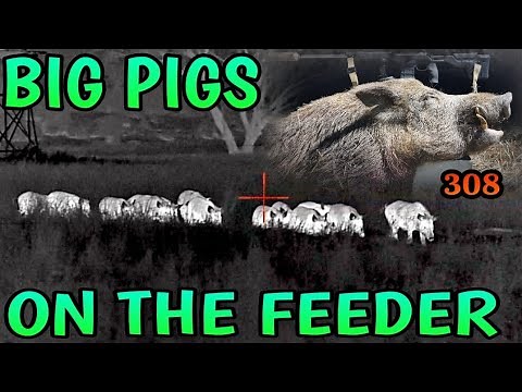 SHOOTING BIG PIGS 308win
