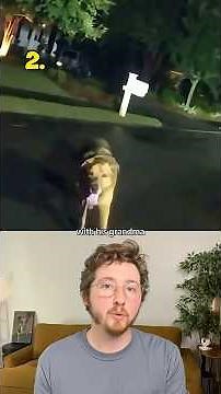 Top 5 Dogs of the YEAR!