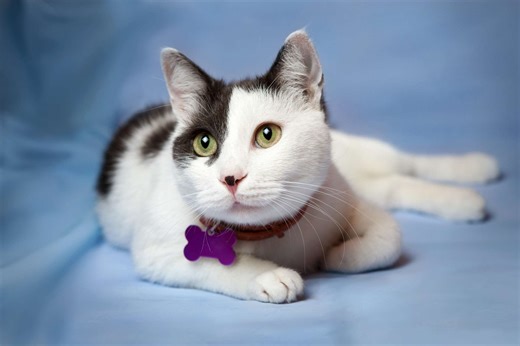 Attention : ces pipettes anti-puces cachent un risque grave pour votre chat (même en petite dose)