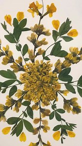 Celebrated in interior design circles, Marian McEvoy’s (@gustthepoodle) botanical art has previously been available only at @krbnyc in New York City and @cabanamagazine in Milan. We are thrilled to partner with Marian and KRB to launch an exclusive series of three prints based on her original botanical collages. Before her role as founding Editor-in-Chief of Elle Décor and Paris fashion editor for Women’s Wear Daily, Marian reported on fashion and design for French Vogue and Harper’s Bazaar. She