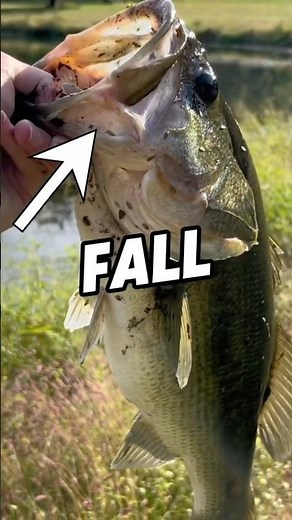 Catch 10X More Bass This Fall! (Bass Fishing Tips) #fishing