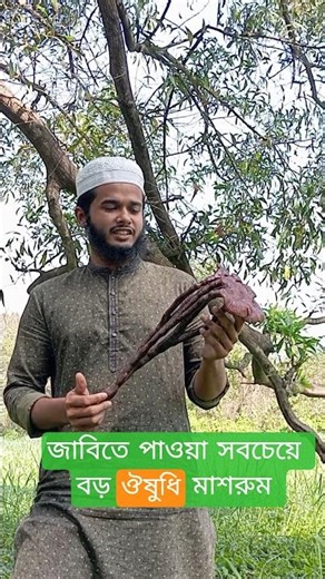This Giant Mushroom Found on Jahangirnagar University Campus 😳| Ganoderma lucidum #mushroom #bd