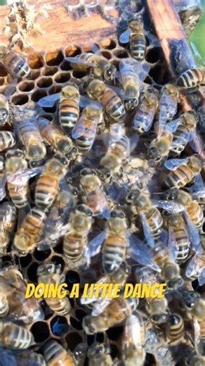 The waggle dance is performed by foraging honeybees to communicate the direction of food sources.