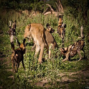 42K views · 26 shares | Aggressive Wild Dog Claim To Dominate The Whole Pasture - Beautiful Animals | Beautiful Animals | Facebook
