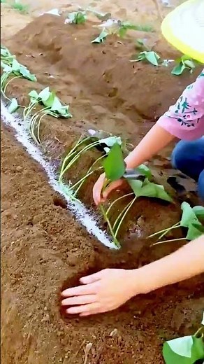 The process of growing vegetables
