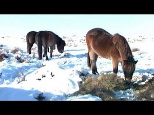 Trailer: Tractor Ted in Wintertime