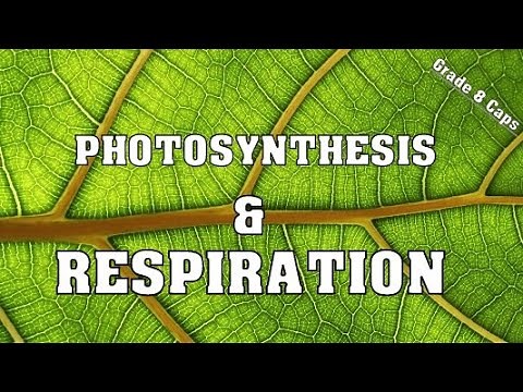 Photosynthesis & Respiration (Grade 8 Natural Science)