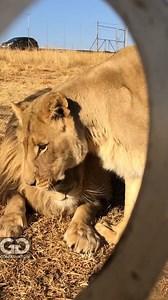 227K views · 10K reactions | INSIDE FOOTAGE FROM OUR UNIQUE PLEXIGLASS HUMAN CAGE EXPERIENCE AT GG Footage from inside the human cage. I purposefully took unedited footage both through the holes and also through the thick plexiglass so you can get a ‘feeling’ as to what the experience is like. All taken with a camera phone on this occasion. Contact us if you dare!! | GG Conservation Glen Garriff | Facebook