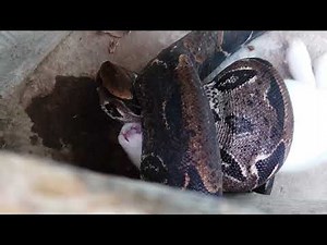 Redtail boa kills rabbit