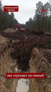 🔥 The internet is shocked: forestry companies are burying healthy forests in trenches! And people...