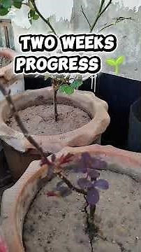 Best Fertilizers for Roses 🌹 | Before & After Results That Work #rosecaring #flowergardening #garden