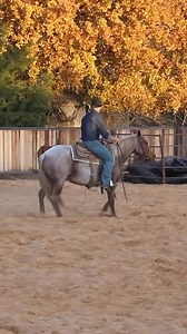 20K views · 301 reactions | Watch full length cutting episodes free at www.horsepro.tv and coming soon to Roku, Firestick, Android and Apple. #coltstarting #cuttinghorse | HORSEpro.tv | Facebook