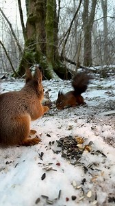 Winter Feast Trio: Amidst the winter wonderland, three playful squirrels engage in chatter and chase around the nut buffet. A lively scene of camaraderie and winter delights. January 21 is squirrel appreciation day, I don’t really know how to celebrate that, but I’d like to show my appreciation for the nice people who have subscribed to my page and support my work. A big thank you. 🙂❤️ | Squirrels by Fotoscenen