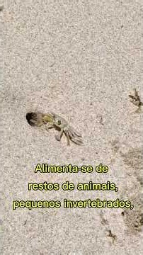 Você já viu um caranguejo-fantasma cavar sua toca? 🦀