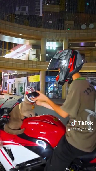 Cat Motorcycle Helmet Compilation - Funny Cat Biker Moments