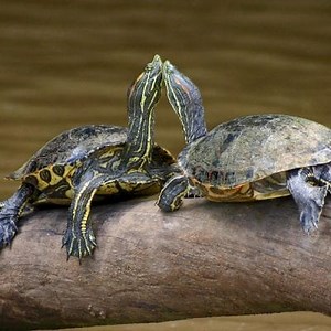 Water Turtles, Characteristics and Care ▷➡️ Postposmo