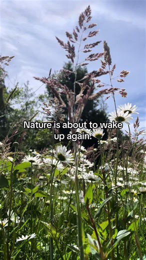Spring is almost here! Im watching the birds build their nests, bulbs are starting to come out of the ground, flowers getting ready to bloom. Spring always lands the day after my birthday so if you ask me i’d say thats a great yearly birthday gift! . . . #spring #nature #outdoors #beautiful #blueskies #sunshine #flowers #blooming #springiscoming