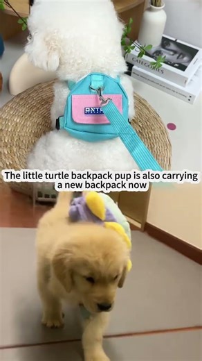 Link my bio~The little turtle backpack pup is carryinga new backpack#PetBackpack#Backpack#CatCarrier