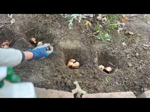 80 Tulip Bulbs Planting Into the Flower Bed