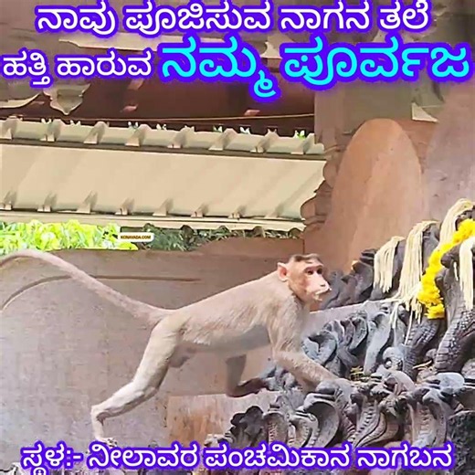 ಮಂಗನಾಟ; ನಾಗ ದೇವರ ತಲೆ ಹತ್ತಿ ಹಾರುವ ನಮ್ಮ ಪೂರ್ವಜ Lord Naga; ನೀಲಾವರ ಪಂಚಮಿಕಾನದಲ್ಲಿ Monkeys ಅದ್ಭುತ ಆಟ