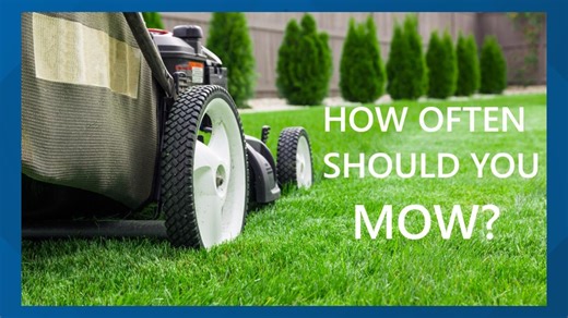 How often should you mow & how frequently should you water your grass?