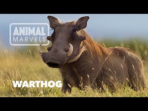 Why Warthogs Are the Toughest Animals