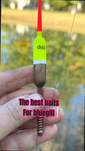 BEST Bait For Bluegill - Tips And Tricks!! 🎣🐟 #shorts #fishing #pageviralシ゚ #virals #survival #bassfishing #catfish #fish | Fish Happens